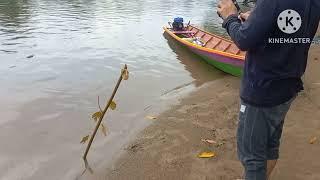 Keseruan mancing ikan tawes saat mahakam surut,hasilnya luar biasa(PART 1)