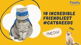 10 Incredible Friendliest #catbreeds 2023 | Petofy