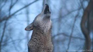 Red Wolf's Twilight Howl