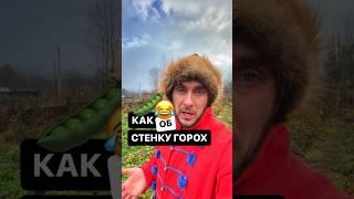 Как об стенку горох 🫛 Откуда пошло это выражение? #поговорки