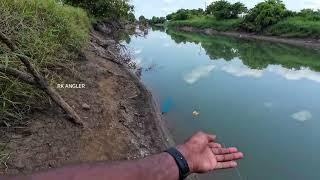 Back to back catches in my beautiful village river || Spider hook fishing || fishing videos ||