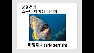 강영천의 스쿠버 다이빙 이야기 - 파랑쥐치(Triggerfish)