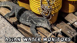 Asian Water Monitors in Thailand & Malaysia