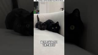 Suiti Kalloke Game a Haralo #shorts #funny #cat #ytshorts
