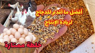 مشروع تربية الدجاج البياض لزياد انتاج البيض هذه هي أفضل خلطة علف أقدمها للدجاج