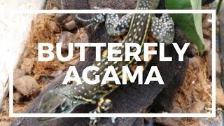 Butterfly Agama Lizard | Leiolepis Belliana