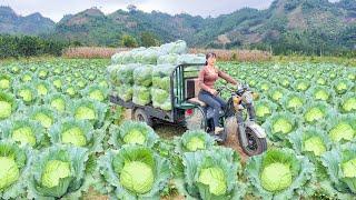 Use 3-wheeled Vehicle Harvesting Cabbage Goes To Country Market Sell | Phuong Free Bushcraft