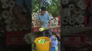 Tender bamboo shoots: the secret of quick harvest。       竹筍的鮮嫩：快速收穫，一刀一節的秘訣