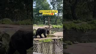 #животные #animals #заповедник #природа #nature #wildlife #дикаяприрода #медведь #bear