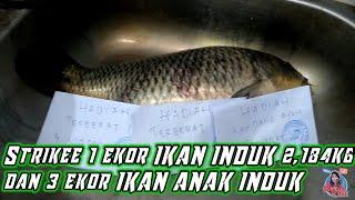 #PemancinganJeddaIkanMas Alhamdulillah Juara Terberat Babon Ikan Mas!! #NgebolangdiEmpang