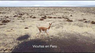 Vicuñas in Peru