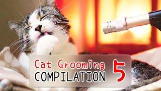 [3 HOURS]  ASMR Cat Grooming Compilation Vol. 5 | Curry Sugar Meow