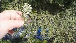 Fir Medicine - How to Use the Fir Tree for Food and Medicine