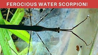 Fierce Aquatic predator/Ambush hunter: THE WATER SCORPION! Everything you need to know!