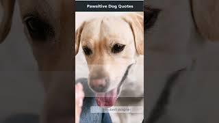 Pawsitive Dog Quotes | Unconditional Love #shorts