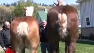 Horsing Around: Tall Horse, Tiny Horse