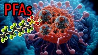 Químicos Eternos (PFAs) vinculados al Cáncer por primera vez