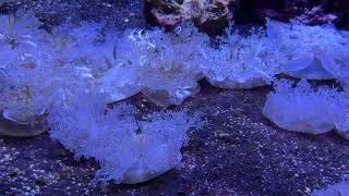 Upside-Down Jellyfish in an Aquarium