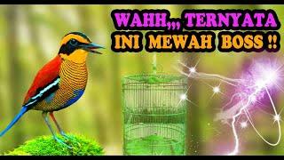 Masteran Burung Paling Mewah - Masteran Burung Mewah MP3