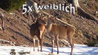 5x weiblich (5x female ) - in der schönsten Wintersonne