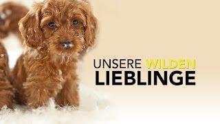 Unsere wilden Lieblinge - Trailer [HD] Deutsch / German