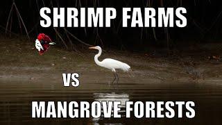 Shrimp farms vs Mangrove forests - Biodiversity Shorts #4