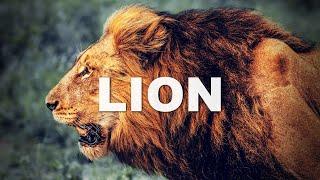 LION   ELEVATION WORSHIP | Instrumental with LYRICS