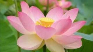 The Five Minute Miracle - Daily Guided Meditation