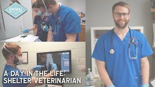 Day in the Life - Shelter Veterinarian