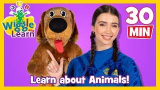 Wiggle and Learn - Animals!  Educational Video for Toddlers  Kids Preschool Songs  The Wiggles