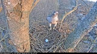 Vistu vanags Accipiter gentilis Rīgā   LDF tiešraide 20200337 0618