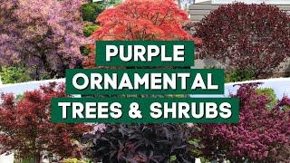 9 Catchy Ornamental Trees and Shrubs With Purple Leaves  // PlantDo Home & Garden