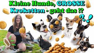 Zu große Kroketten für kleine Hunde? Daher nur kleine Kroketten für kleine Hunde ? -  So klappt's !