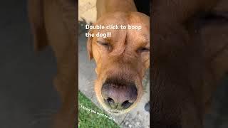 Boop! #dog #boop #dogshorts #relatable