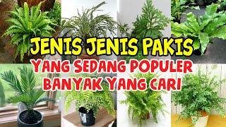 Sedang Populer ! 16 Jenis Pakis Hias Lagi Trending