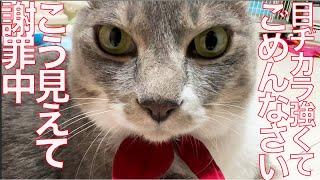 お姫様猫、叱られて謝罪の意を表明する The princess cat 'Mona' was scolded.