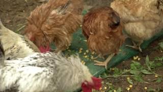 Veracruz Agropecuario - Aves de traspatio Ixhuatlán del Café