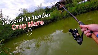 PESCUIT LA FEEDER IN BALTA MEA - CRAPI , CIORTANI SI CARASI LA METHOD FEEDER