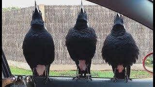Serenaded by Australian Magpies