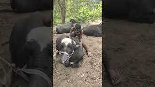 new hamba hamba funny short comedy scene  buffalo  viral short