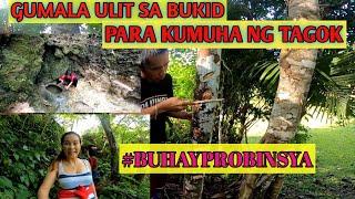 GUMALA Uli sa Bukid/kumuha Ng Tagok