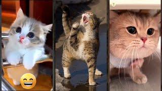 Cute Animals  Funny Cat Videos  #babycats Episode 9774