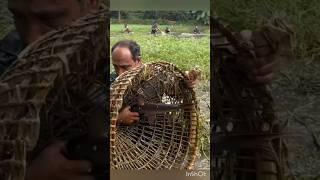 villagers traditional fishing video #shorts #fishing #abdulsamifishing