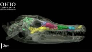 WitmerLab:WitmerLab: alligator brain, nasal cavity, and other air spaces - Yawing animation