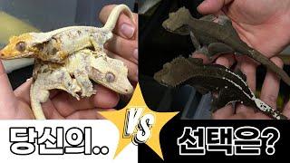 릴리화이트 vs 아잔틱? (feat. 크레스티드게코 집사)