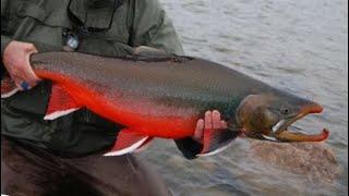 Facts: The Arctic Char