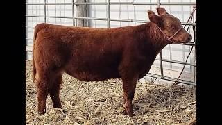 Show Heifer Prospect Born Feb. 26,  2018