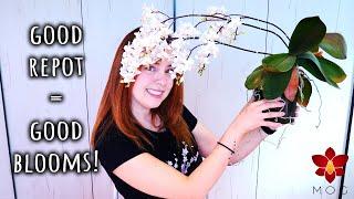 Good Orchid Repotting Practices for Long Term Success! - Orchid Care for Beginners