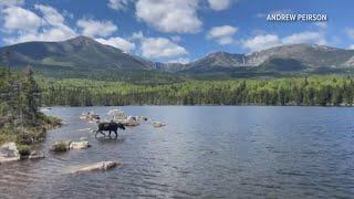 Iconic Maine moose in Baxter State Park