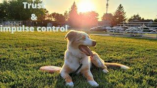 Will My Puppy Listen To Me?